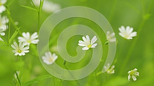 Greater stitchwort, stellaria holostea flowers. Wild little white flowers of stellaria holostea, rabelera holostea