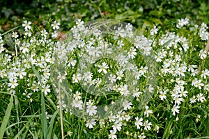 Greater Stitchwort - white wild flowers in a hedgerow
