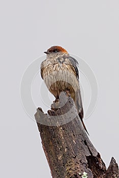 A Greater Striped Swallow perched on a tree stump on a rainy morning