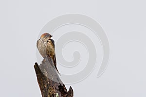 A Greater Striped Swallow perched on a tree stump on a rainy morning