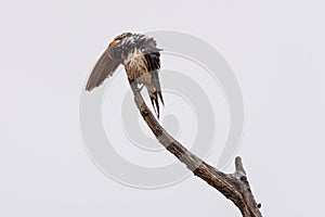 A Greater Striped Swallow preening on a rainy morning