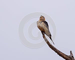 A Greater Striped Swallow singing in the rain