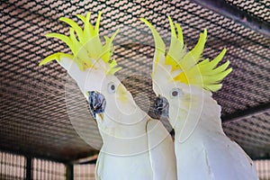 Greater Sulphur-crested Cockatoo