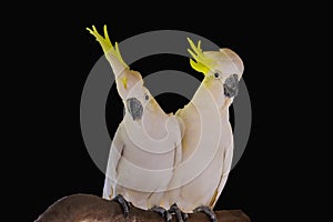 Greater Sulphur-crested Cockatoo isolated