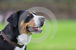 Greater Swiss Mountain Dog photo