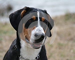 Greater Swiss Mountain Dog photo