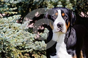 Greater Swiss Mountain Dog portrait.