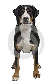 Greater Swiss Mountain Dog, standing