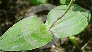 Greater twayblade,Listera ovata