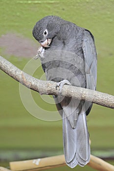 Greater vasa parrot photo