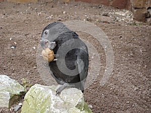 Greater Vasa Parrot - Coracopsis vasa