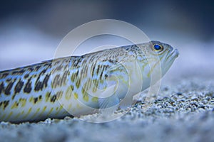 Greater weever (Trachinus draco).