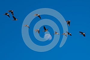 Greater white-fronted geese migration