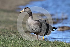 GREATER WHITE-FRONTED GOOSE photo