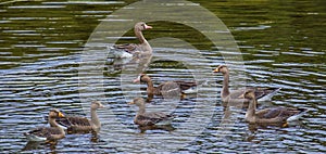 Greater White Fronted Goose