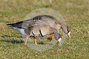 Greater white-fronted goose Anser albifrons