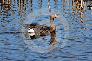 Greater White-fronted Goose (Anser albifrons) photo