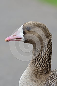 Greater white fronted goose anser albifrons