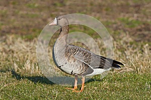 Greater white-fronted goose (Anser albifrons)