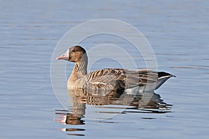 Greater white-fronted goose (Anser albifrons)