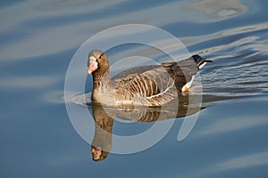 Greater White-fronted Goose (Anser albifrons). Goose swims on water