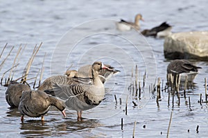 Greater white-fronted goose Anser albifrons photo