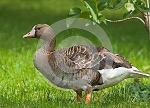 Greater white-fronted goose in the field