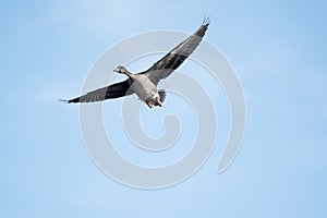 A Greater white-fronted goose flying in the sky.