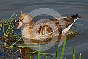 Greater White-fronted Goose is looking for food in the thickets of young cattail near the shore of the pond