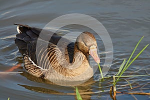 Greater White-fronted Goose is looking for food in the thickets of young cattail near the shore of the pond