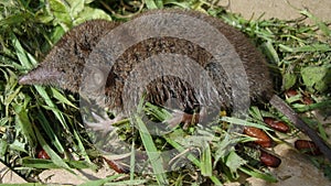 Greater white-toothed shrew Crocidura russula