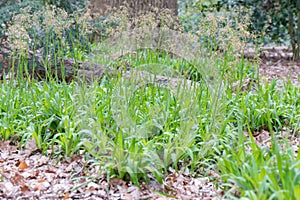 Greater wood-rush Luzula sylvatica, flowering grass plants