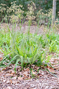 Greater wood-rush luzula sylvatica, flowering plants