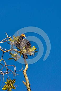 Greater yellow-headed or forest vulture Cathartes melambrotus sits on top of a tree in the jungle and looks out for prey. It is