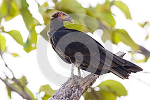 Greater yellow-Headed Vulture (Cathartes melambrotus)