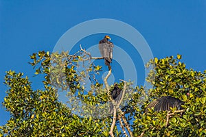 Più grande avvoltoio si siede sul da un albero la giungla un aspetto fuori bottino 