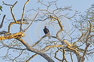 Greater Yellow Headed Vulture in Evening Light photo