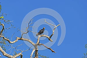 Greater Yellow Headed Vulture in a rainforest tree