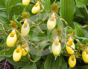 Greater Yellow Lady\'s Slipper Flowers