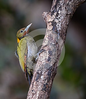 Greater yellow nape woodpecker