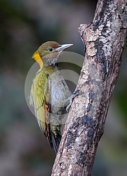 Greater yellow nape woodpecker