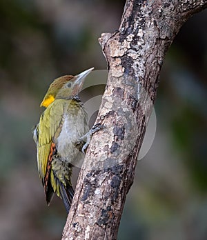 Greater yellow nape woodpecker