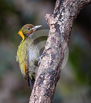 Greater yellow nape woodpecker