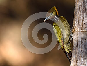 Greater yellow nape woodpecker