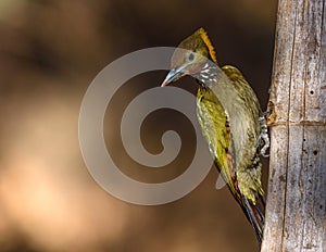 Greater yellow nape woodpecker