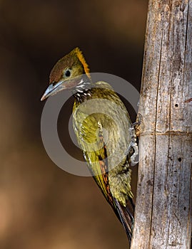 Greater yellow nape woodpecker