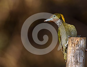 Greater yellow nape woodpecker