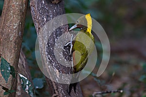 Greater yellow nape woodpecker bird