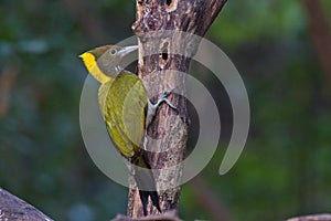 Greater yellow nape woodpecker bird