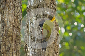 Greater yellow nape woodpecker bird